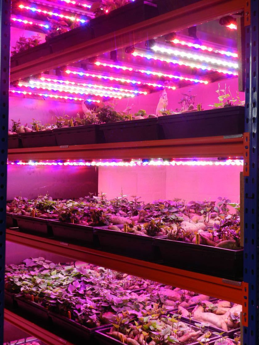 De toekomst van kweken: Vertical farming - Het LED Warenhuis
