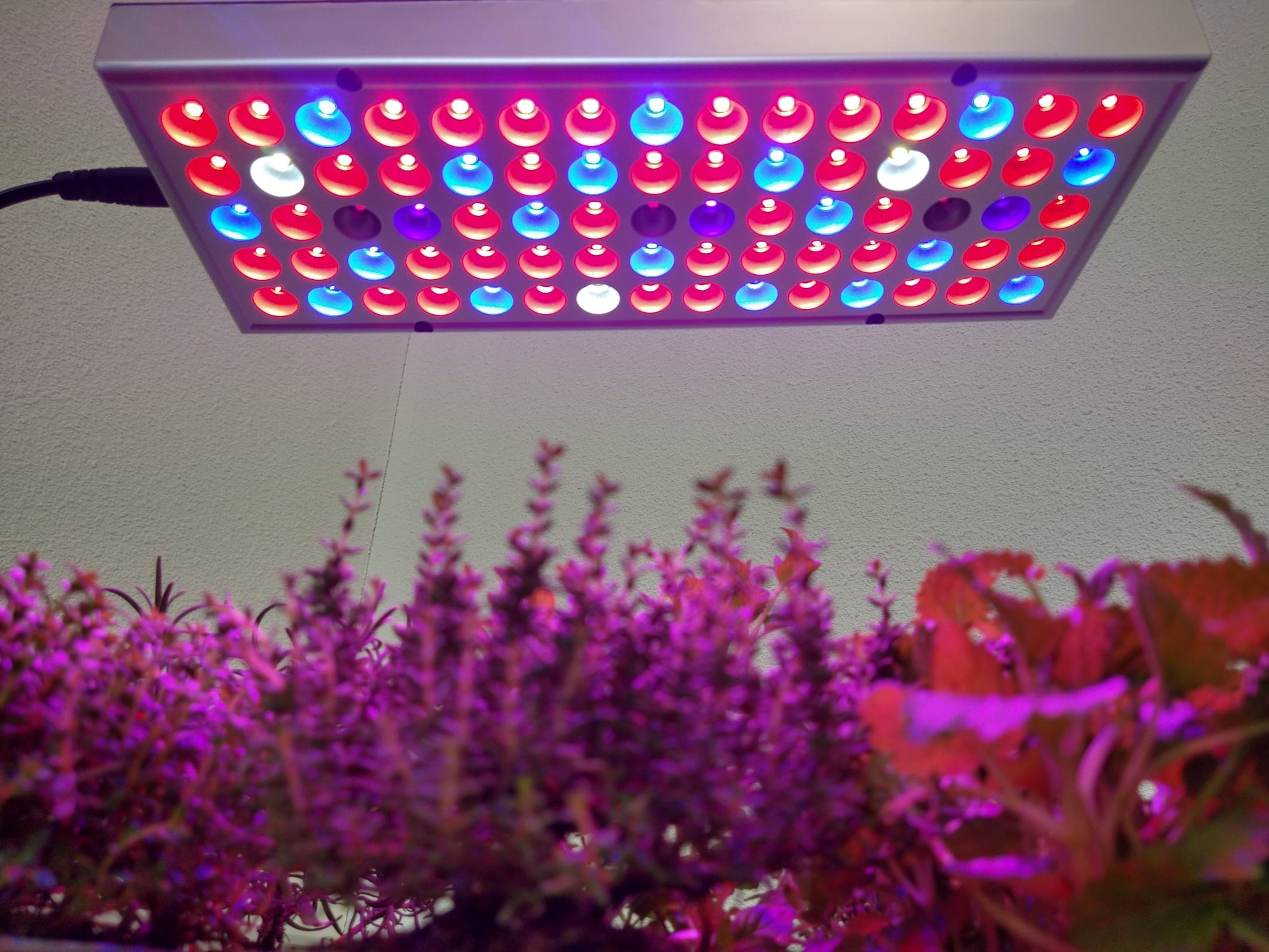 Dit moet je weten over LED groeilampen - Het LED Warenhuis
